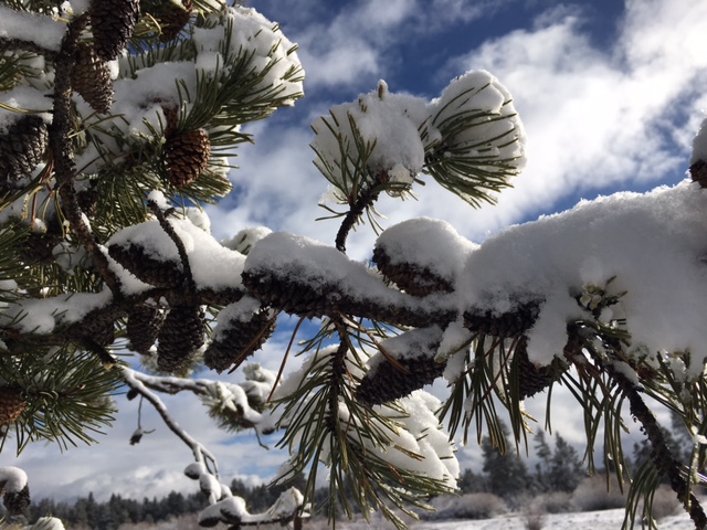 tree cones snow winter