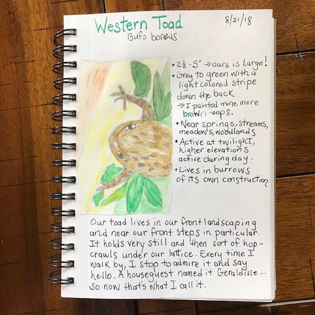 Western Toad nature journal page @handbookofnaturestudy