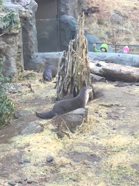 Otter at High Desert Museum