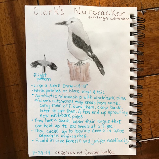clarks nutcracker nature journal