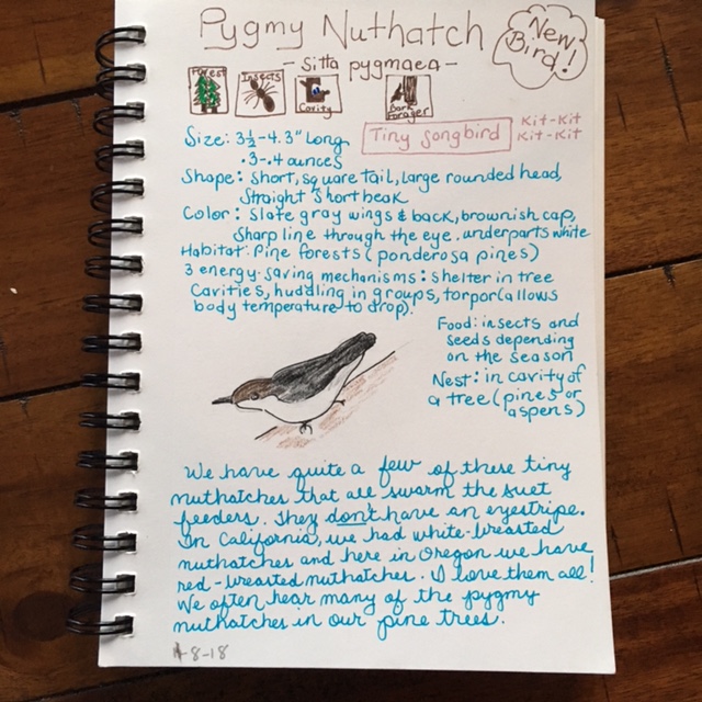 Pygmy nuthatch nature journal