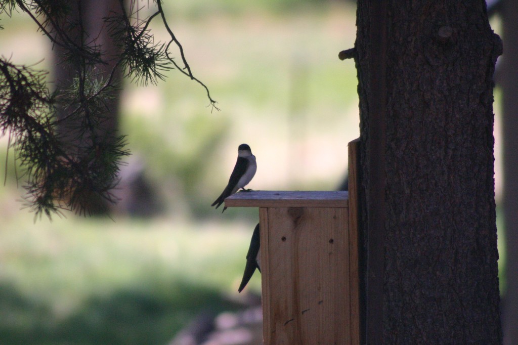 swallow nesting box