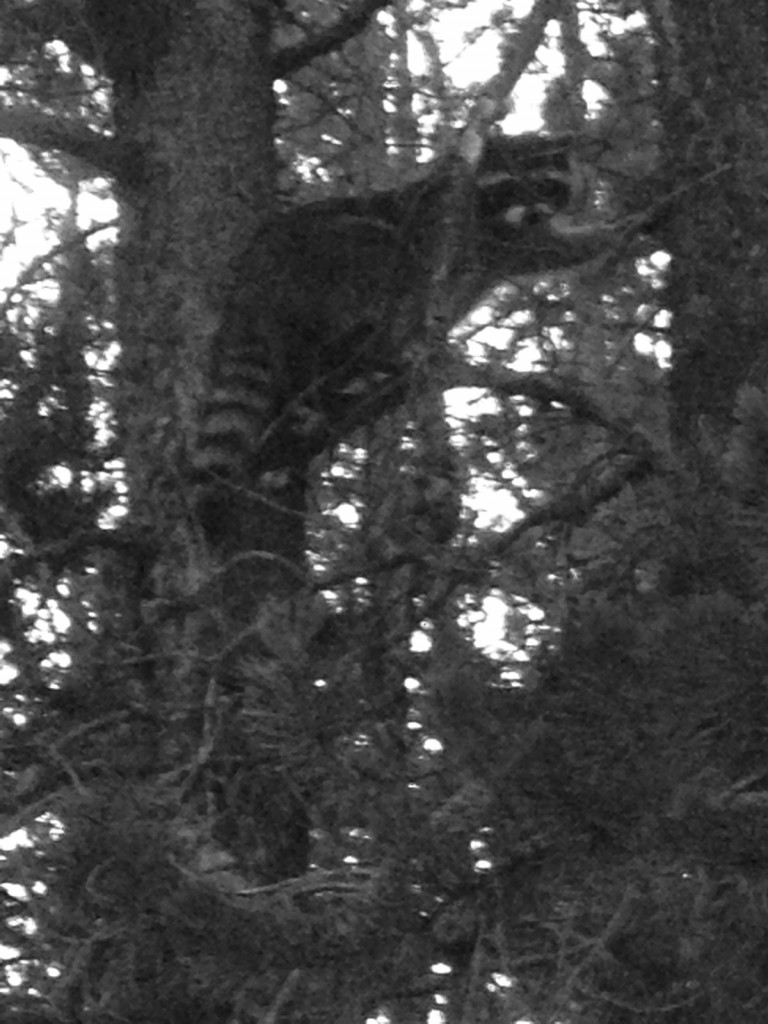 Raccoon in a tree