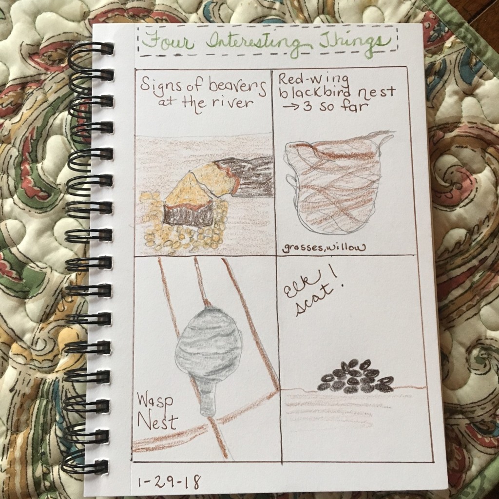 Four Interesting Things nature journal idea