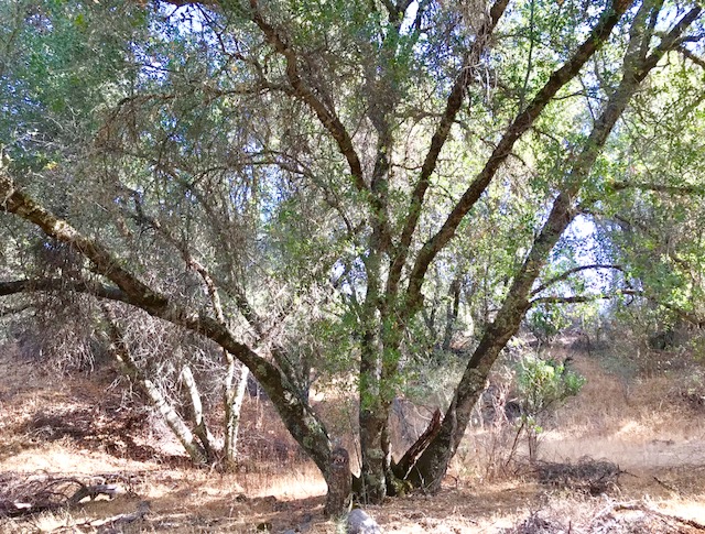 Oak Tree california 