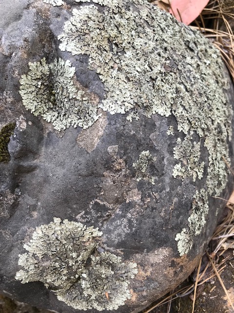 Lichen in California