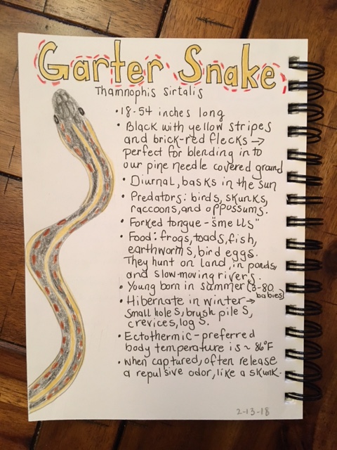 Garter snake nature journal page