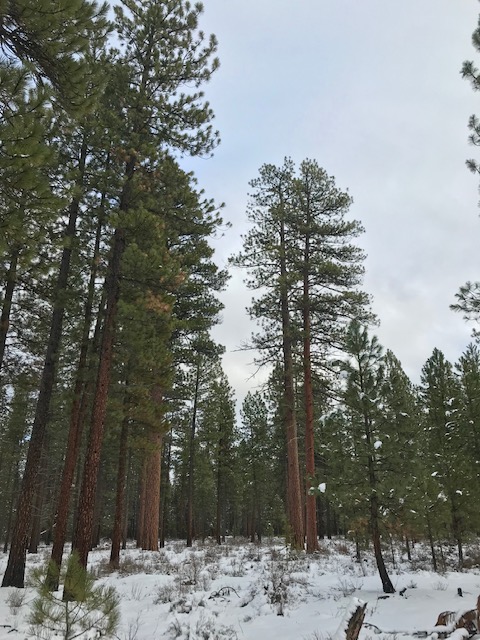 Ponderosa Pines in the snow