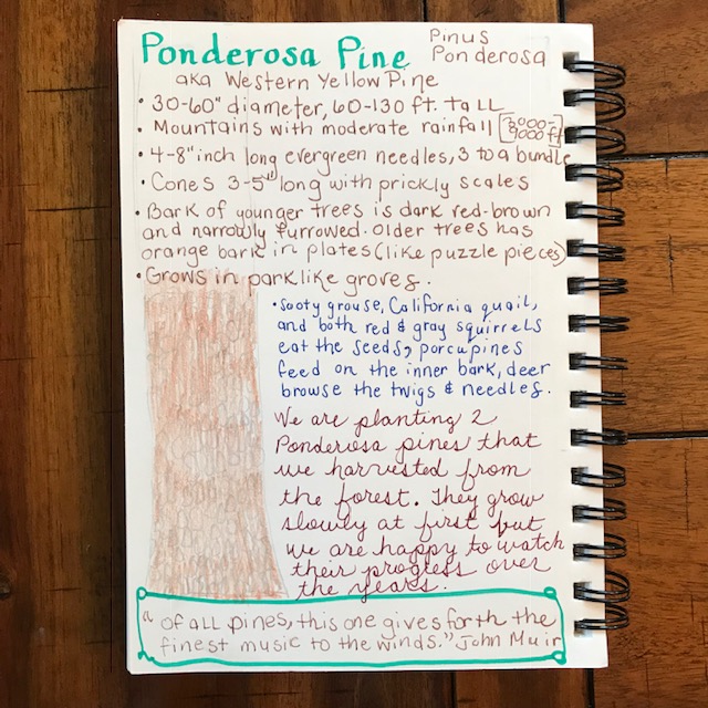 Ponderosa Pine nature journal