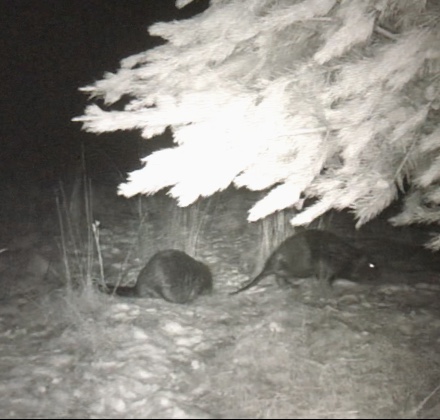 beavers at the river nov 2018