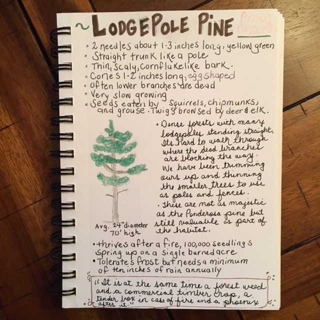 Lodgepole pine nature journal