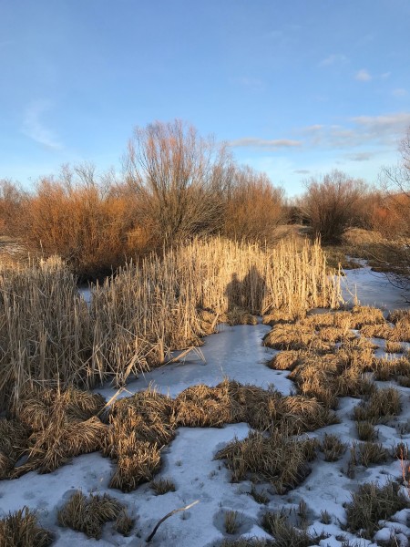 winter cattails