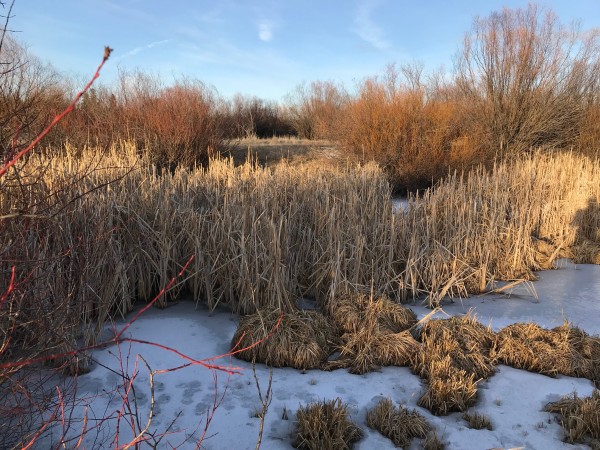 winter cattails pond