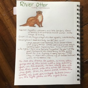 river otter nature journal
