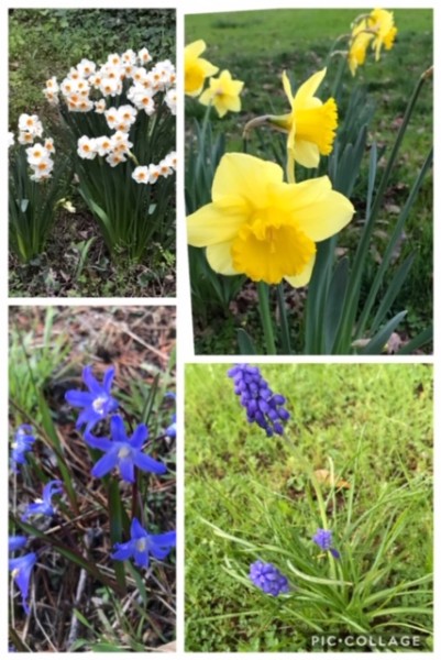 signs of spring bulbs 2019