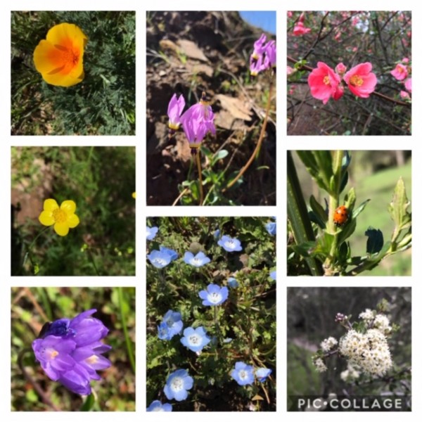 signs of spring wildflowers 2019