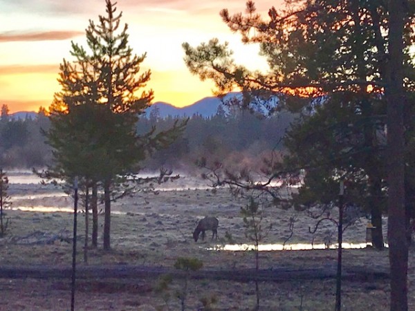 elk at sunrise april 2019