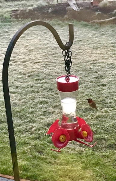 first arrival hummingbird at feeder
