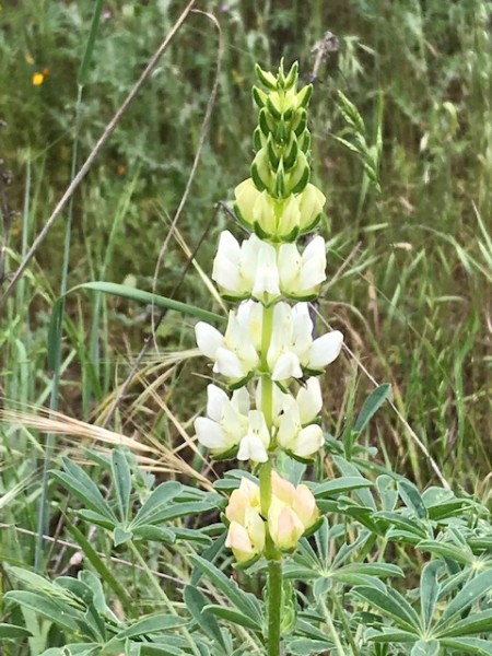 lupine