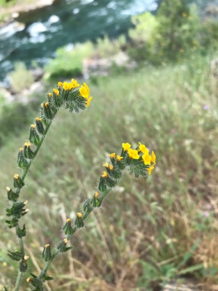 fiddleneck