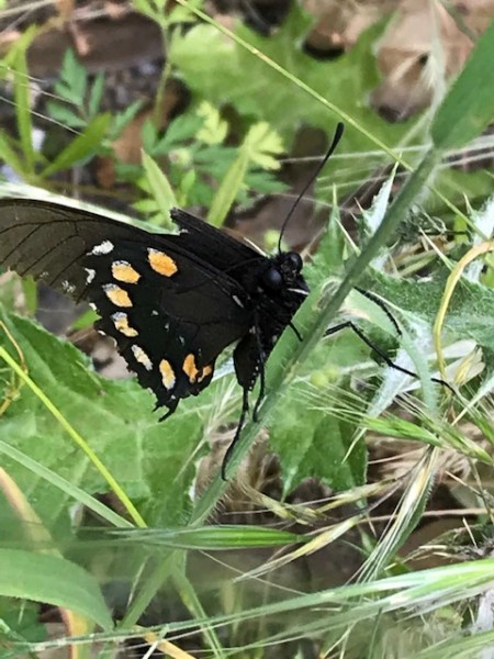 swallowtail butterfly