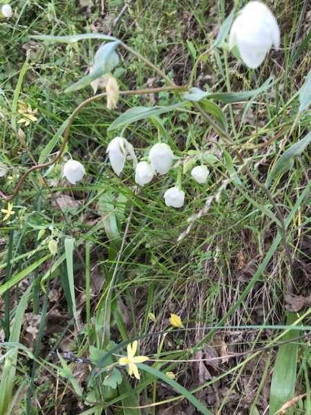 chinese lanterns