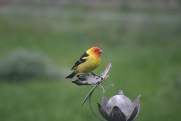 western tanager may 2019