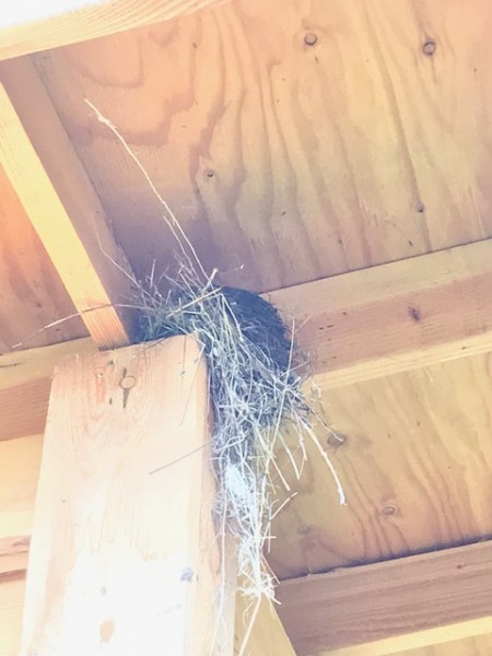 nest may 2019