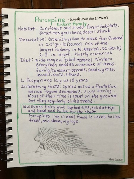 Porcupine nature journal page