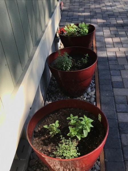 herb garden containers june 2019