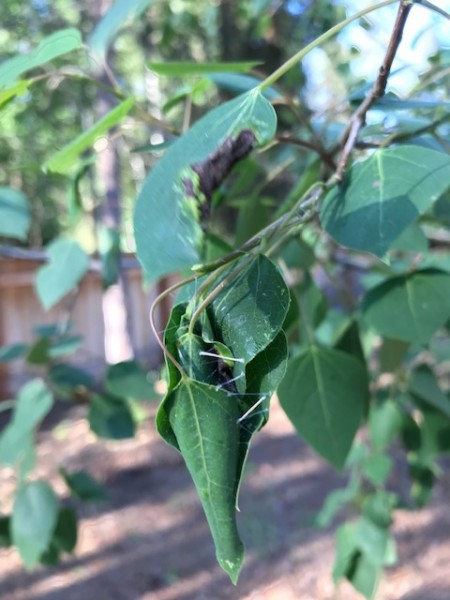 leaf rollers aspen june 2019