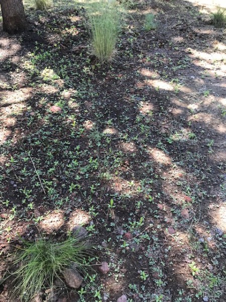 wildflower sprouts