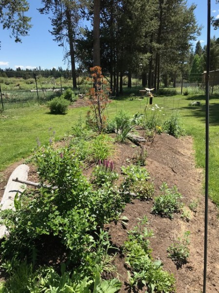 transplants on the berm