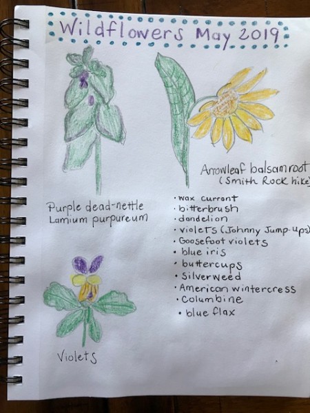 wildflower nature journal page 