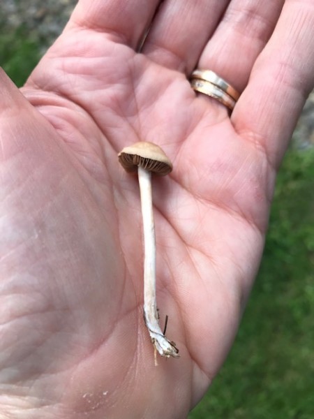 mushroom june 2019