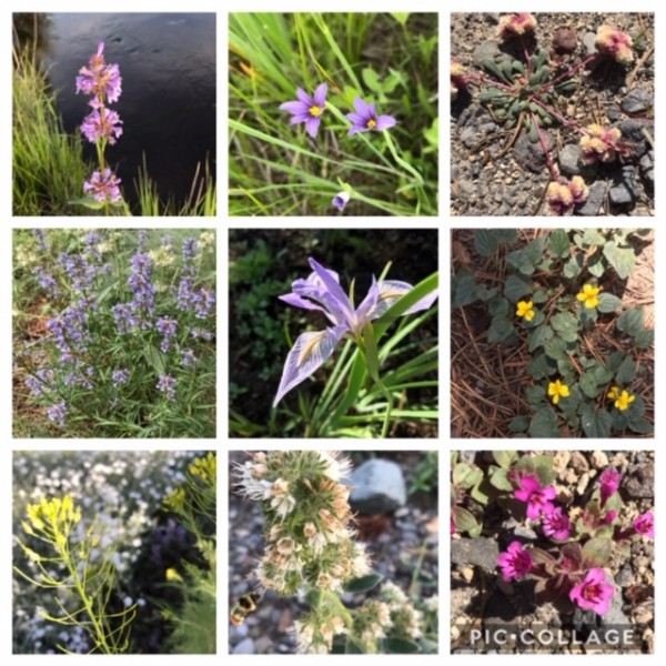 wildflowers june 2019