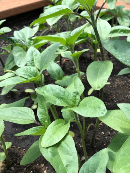 sunflower seedlings renees garden