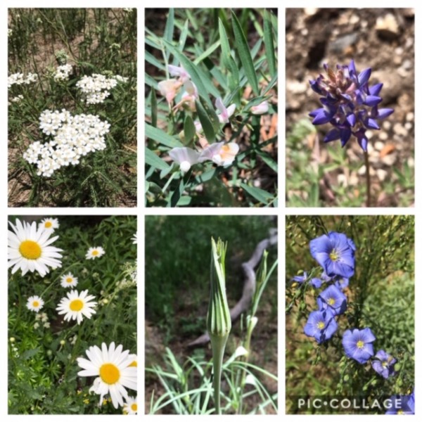wildflowers in the yard june 2019