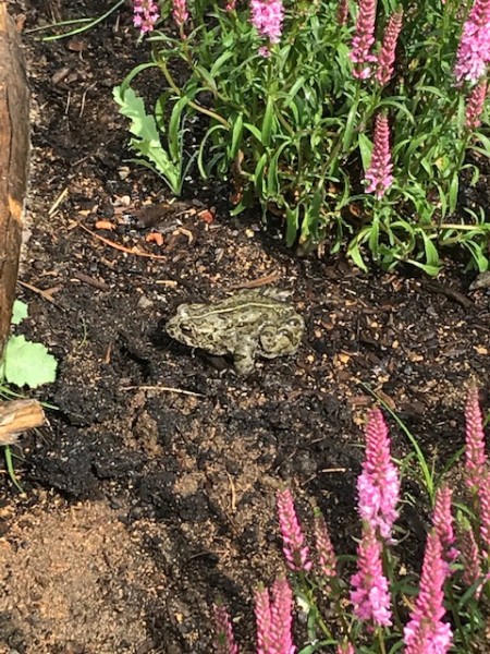 toad in the garden