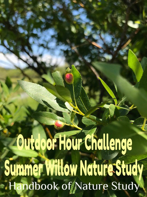 Outdoor Hour Challenge summer willow study