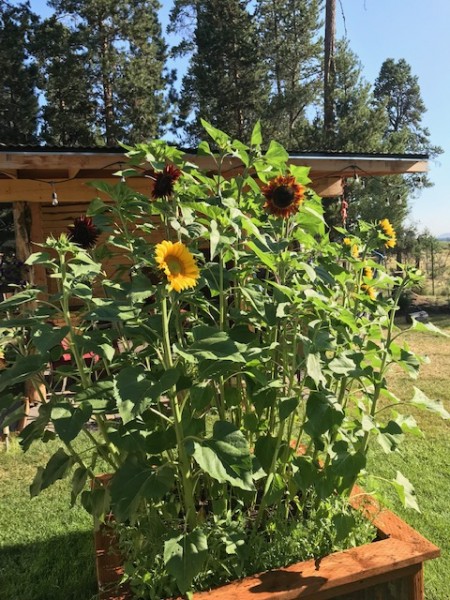 Renees GArden sunflowers