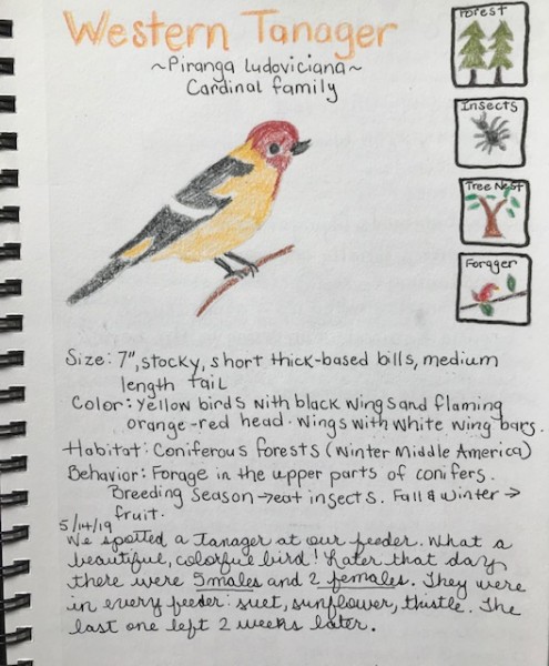 Western Tanager nature journal