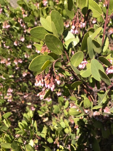 manzanita shrub flowers spring