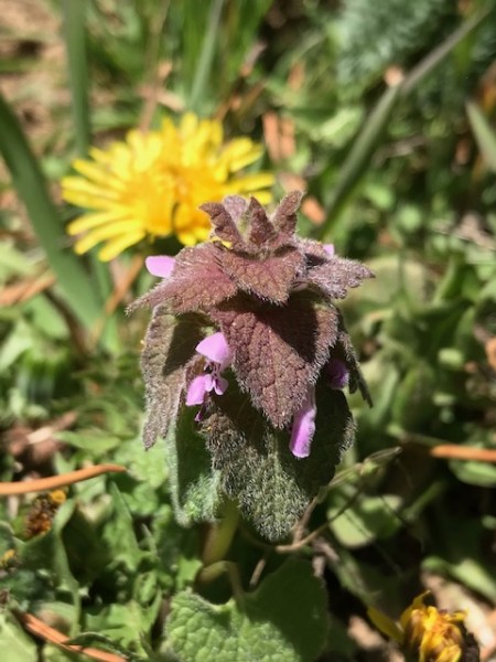 dead nettle wildside