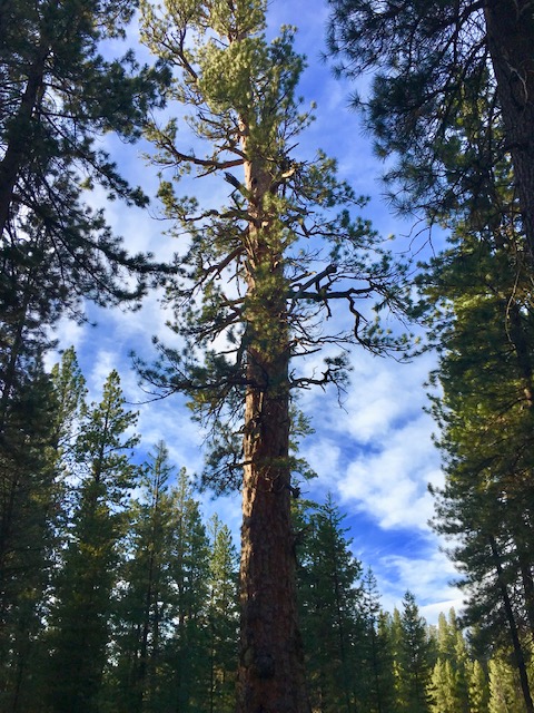 La Pine State Park big tree