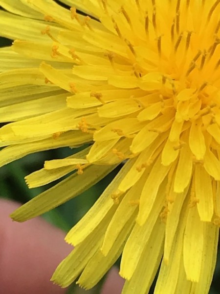 dandelion