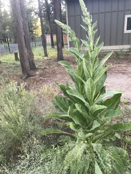 mullein wildside