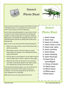 Insect Photo Hunt printable activity