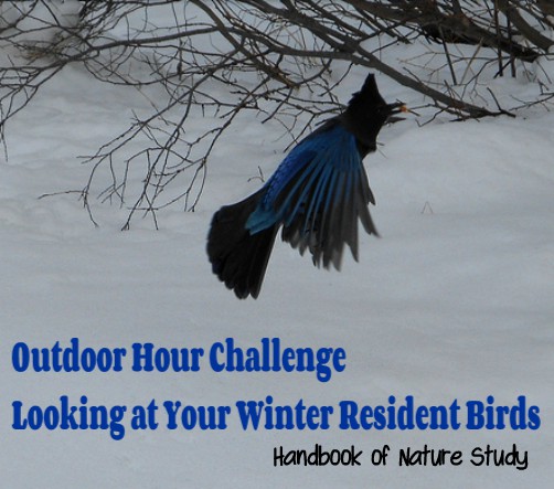 Looking at your winter resident birds nature study