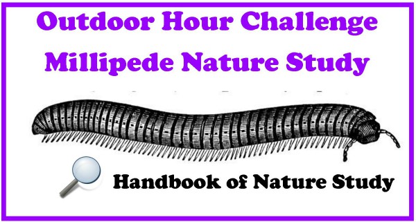 Millipede Nature study